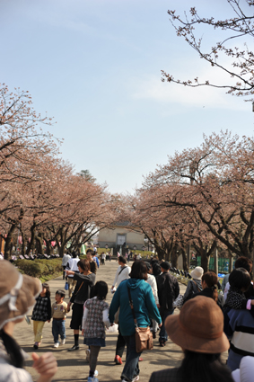 10桜.jpg