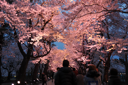 夜桜3.jpg