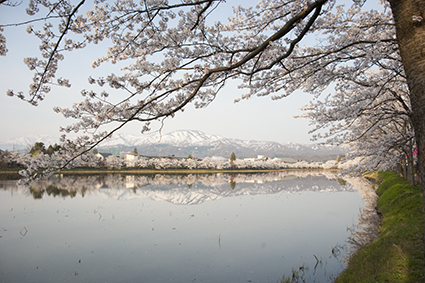 桜と難波山.jpg